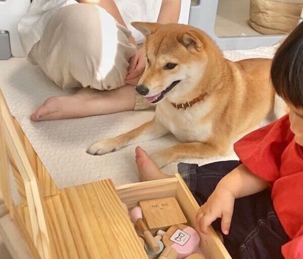 警戒心ゼロ 犬があおむけでゴロ ンとお腹を見せるしぐさ