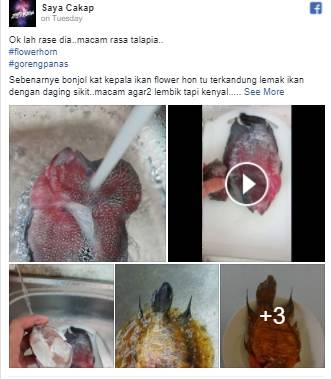 Viral Orang Kaya Ini Goreng Ikan Louhan Jutaan Rupiah Ini Rasa Benjolan Di Kepalanya Portalsumbar Com