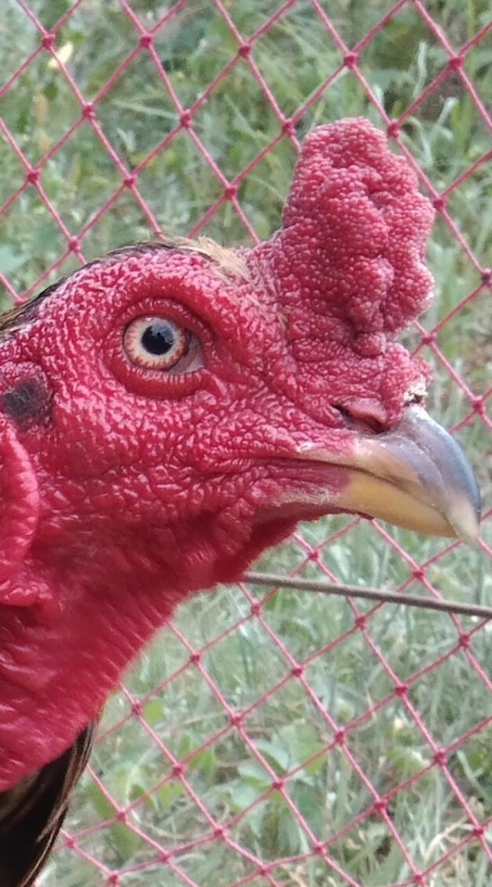 ชีวรักษ์ฟาร์ม ไก่ชน