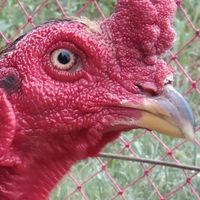 ชีวรักษ์ฟาร์ม ไก่ชน