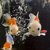 【女性限定】金魚メダカを愛でる会