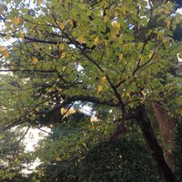 都立新宿山吹高校　保護者・保証人限定
