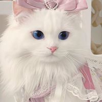 แก๊งข้าวคลุกปลาทู