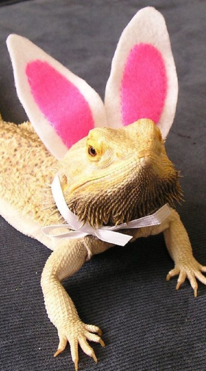 Exotic Pets