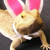 Exotic Pets