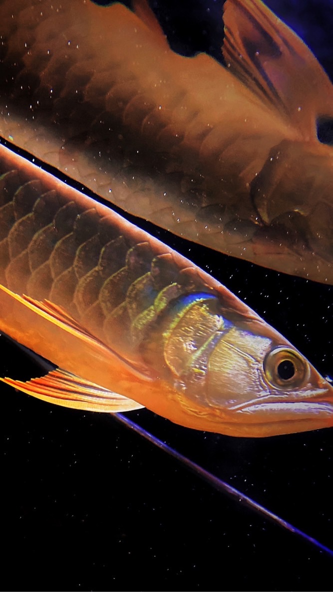 維尼水族觀賞魚交流 買賣
