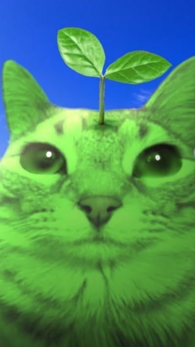 สีเขียว 🍀🥦🫒🌳