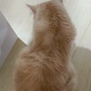 貓貓の聊天群