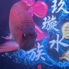 玖璇水族魚隻販售、魚缸訂製