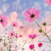 芸能人なりきり