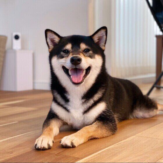 皮膚の色が変わった 犬にシミができる理由を獣医師が解説