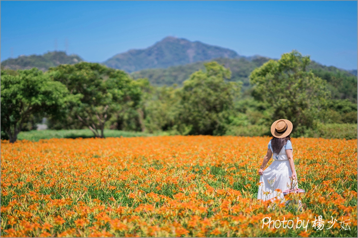 金黃花海攻占全台！５處金針花祕境：多達10萬株、北部最大、衝彰化免費拍爆