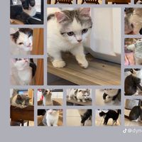 跩貓愛七逃 貓舍❤️