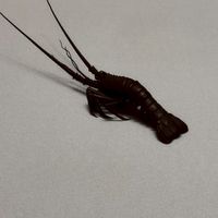 カルボナーラうまうま