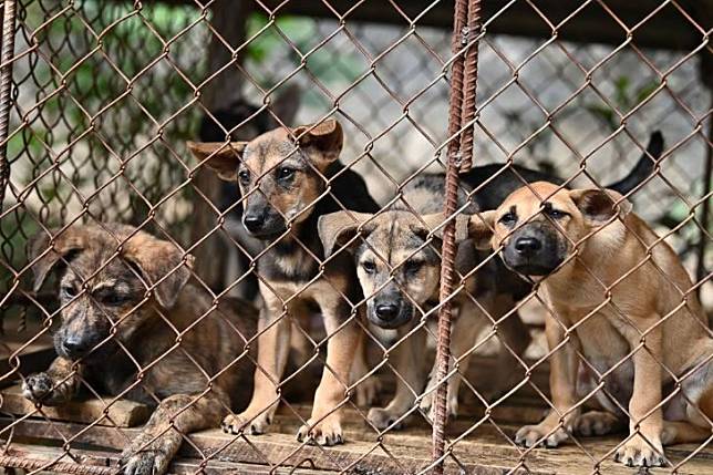 บุญโฮ่ง! โรงฆ่าสุนัขเวียดนามปิดตัว เจ้าของผันทำธุรกิจอื่น มอบน้องหมา 40  ชีวิต ให้สถานสงเคราะห์ | Matichon Online | Line Today