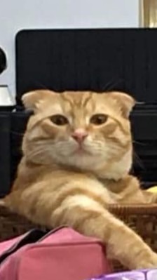 比比會