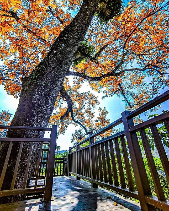 關子嶺紅葉公園 / 圖片來源：@dayday0418授權使用