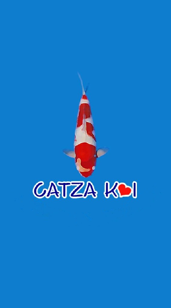 OpenChat CATZA KOI Sale&Auction