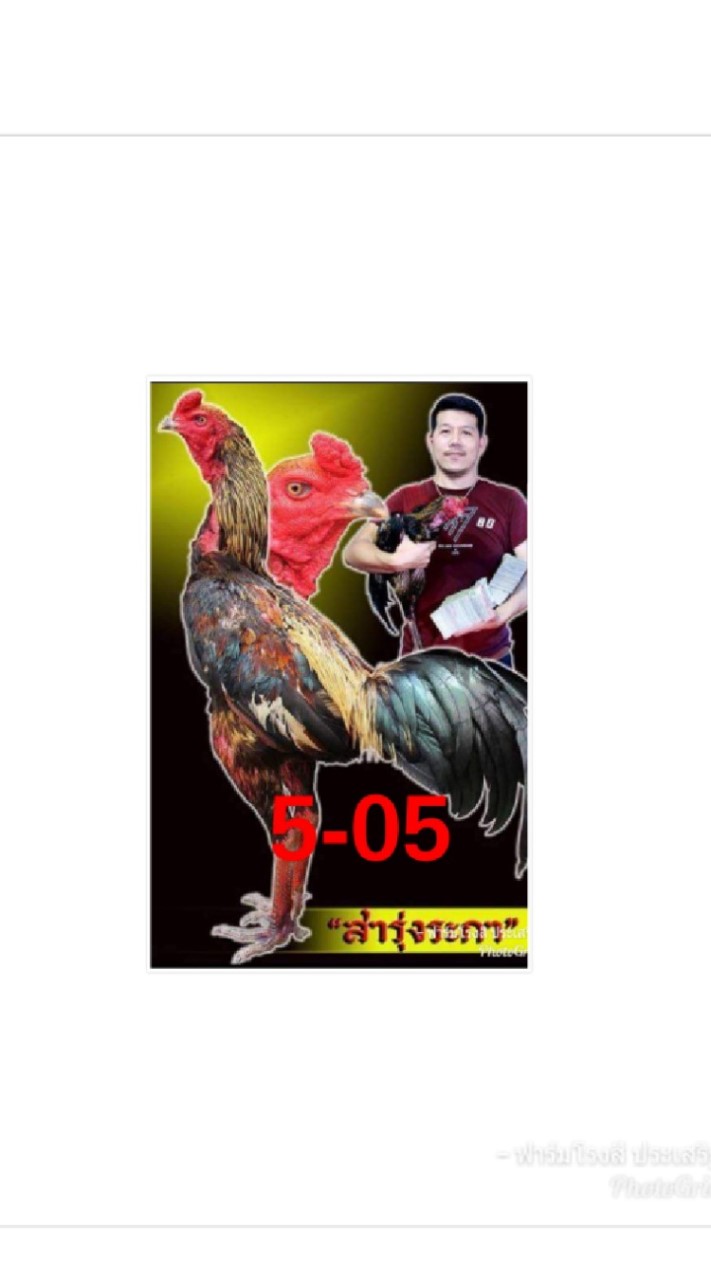 คนรักไก่ชน