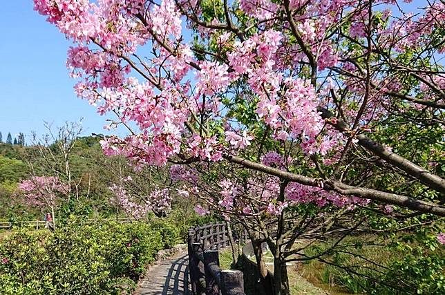 新北市三芝櫻花季將於三月九日、十日在三生步道登場，邀大眾前往體驗豐富的藝文賞櫻活動。（三芝區公所提供）