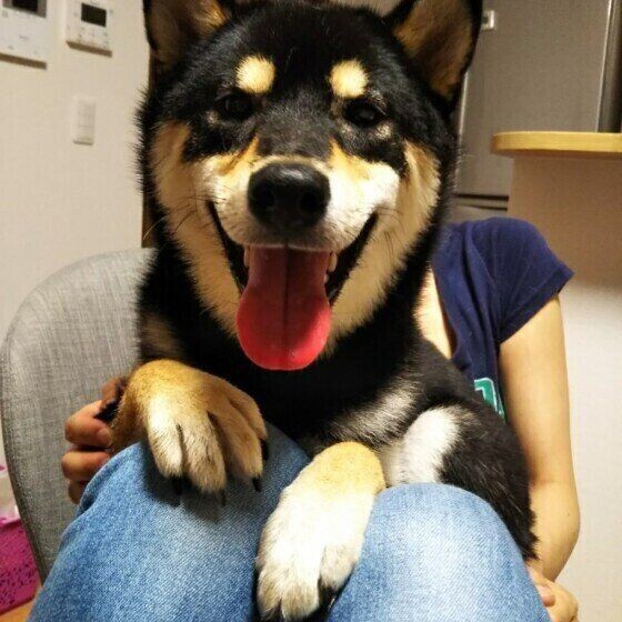 ザンネンなところも可愛い 犬のカン違い行動エピソード