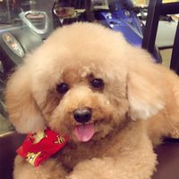 ❤️糖糖美團❤️
