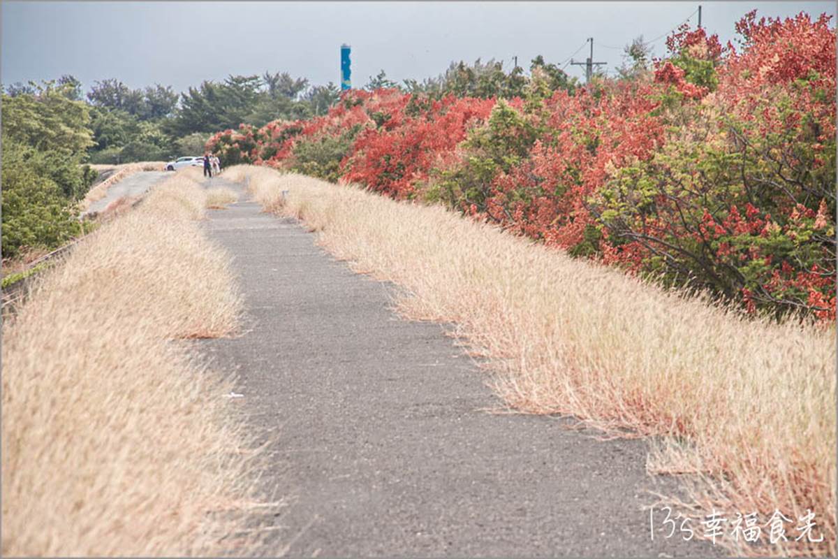 秋限定「火紅巨龍」步道在嘉義！６米長鮮紅欒樹＋芒草美翻，10月底前快朝聖