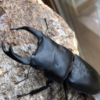 クワカブ会話部屋