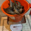 高雄泰國蝦買賣