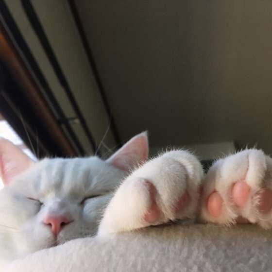 意外と知らない 猫の肉球に隠された 3つのヒミツ