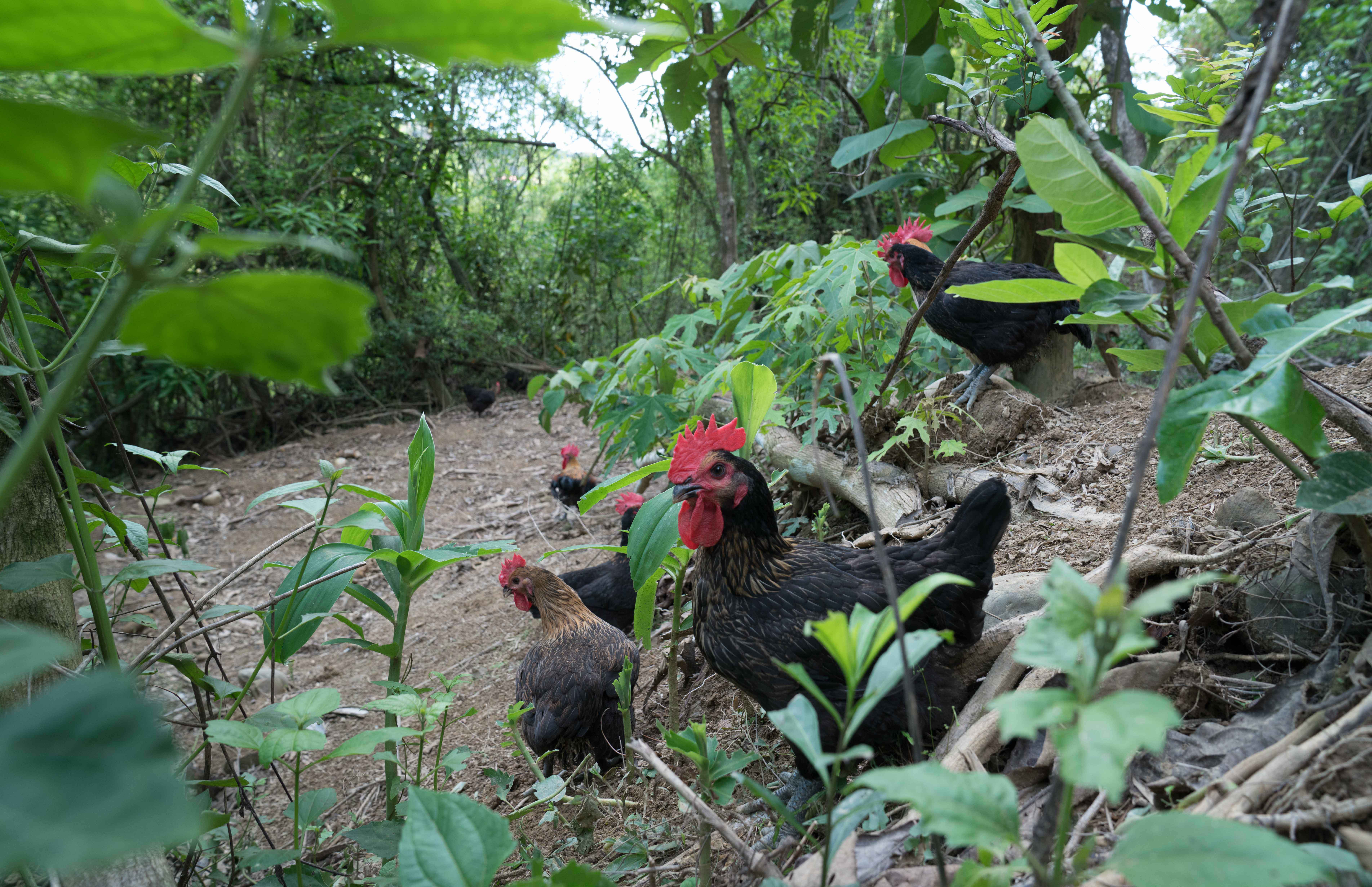 養雞場看不到明顯圍籬，雞隻可在農場上自由奔跑，除了有綠樹可遮蔭，並鋪上鵝卵石讓地面乾爽，打造最適合雞隻生長的環境。（圖片提供/大野山雞）