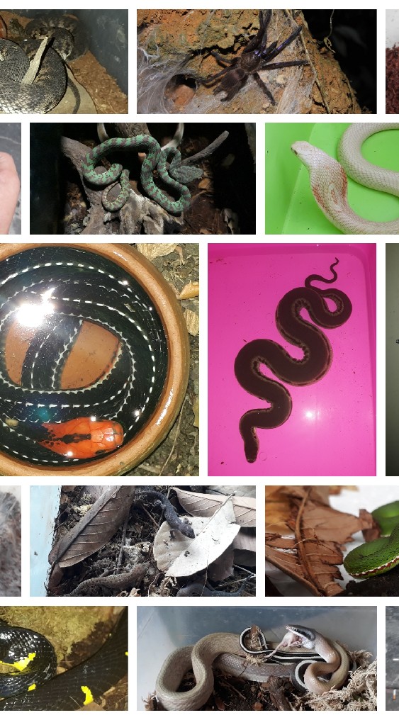 Exotic pet thailand