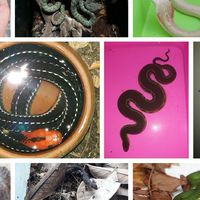 Exotic pet thailand