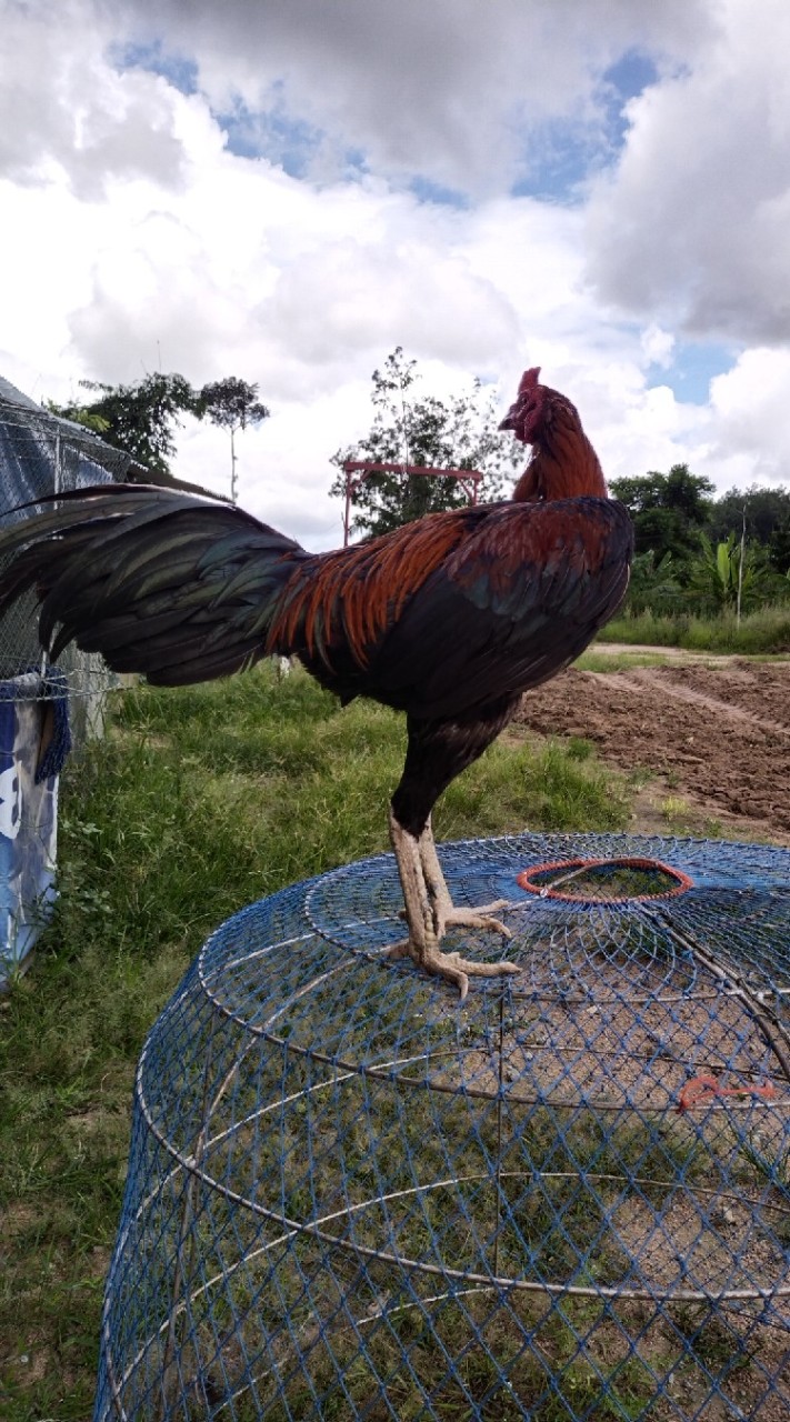ท้ายซอยทีม..พัฒนาสายพันธุ์ไก่ชน