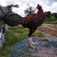ท้ายซอยทีม..พัฒนาสายพันธุ์ไก่ชน