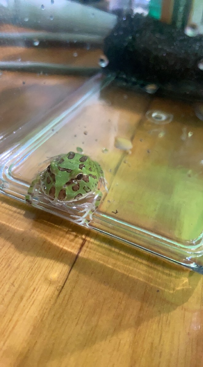 角蛙日常分享/買賣