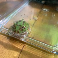 角蛙日常分享/買賣