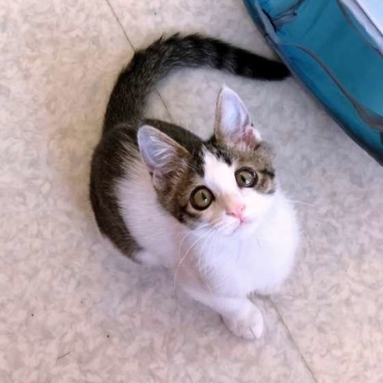 「上目遣い猫」集合 猫様の言いなりになる人続出！？