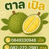 แจ้งราคา แผง ตาลเปิ้ล