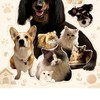 犬🐶猫🐱💞(=^x^=)きゅん♡
