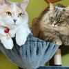 猫💞(=^x^=)きゅん♡