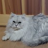 チンチラ(猫)の集い