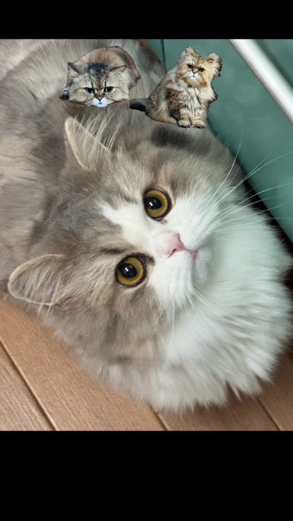 猫💞(=^x^=)きゅん♡