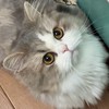 猫💞(=^x^=)きゅん♡