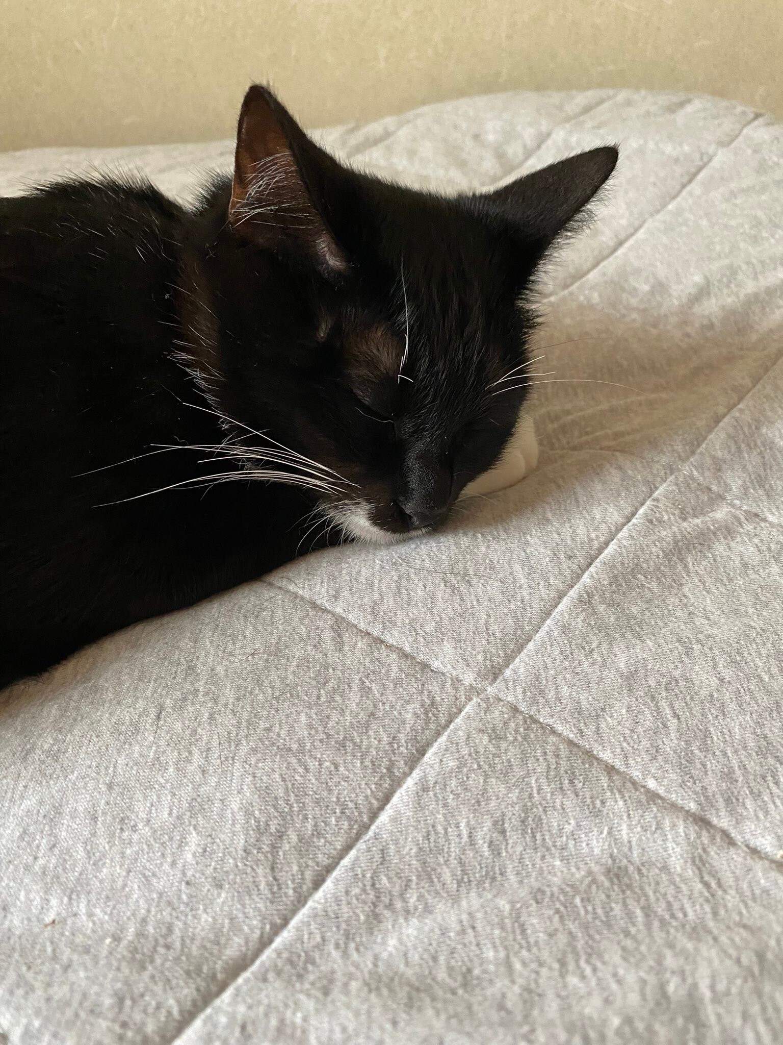 朝に起きてこない4匹のねぼすけ猫がかわいいとtwitterで話題に 夏眠暁を覚えず Limo リーモ