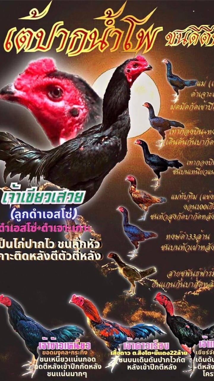 เต้’ปากน้ำโพ ชนดีตีหลัง นครสวรรค์