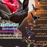 เต้’ปากน้ำโพ ชนดีตีหลัง นครสวรรค์