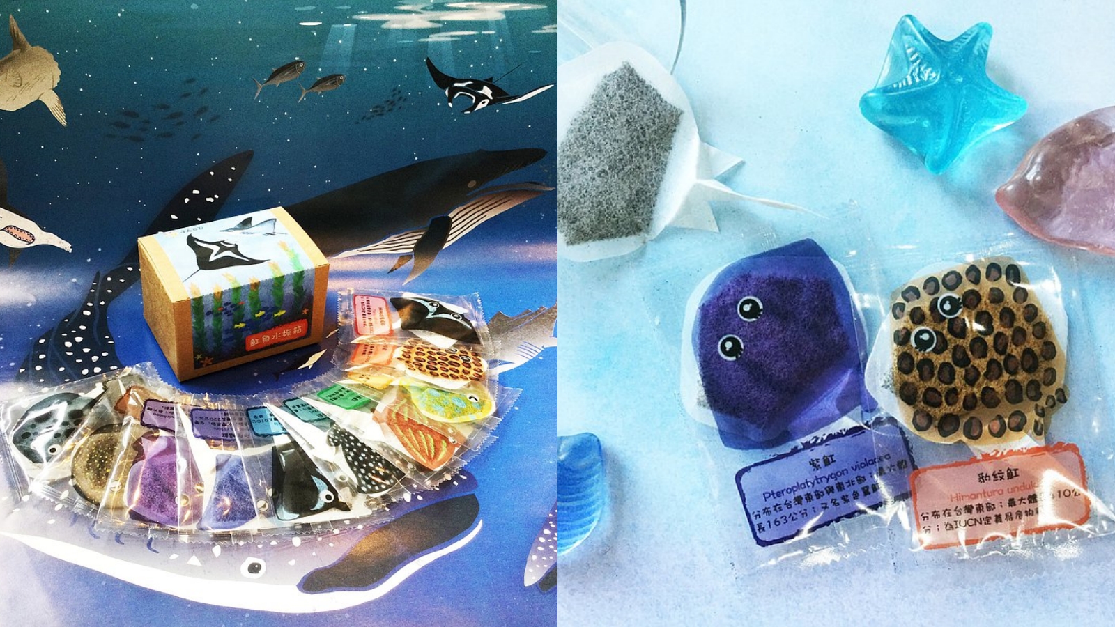 茶杯動物園-魟魚水族箱
