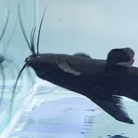 アクアリウムオプチャ❗️〜2.1🐠🌱🎶