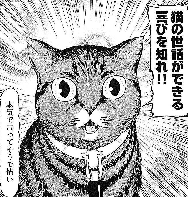 猫目線で猫の様々な問題にも切り込んでいく異色の猫漫画